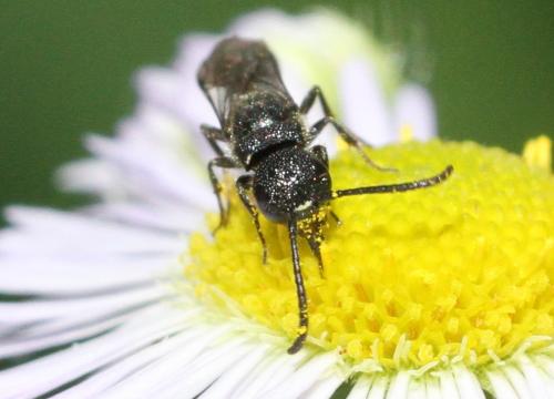 Réf. 185 348 : Sapygina decemguttata